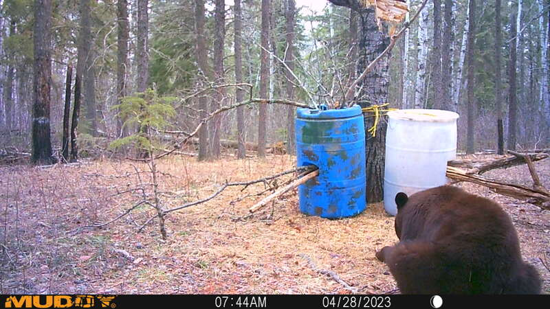 Bear Trail Cam Gallery - BEAR ESSENTIAL WILDERNESS ADVENTURES